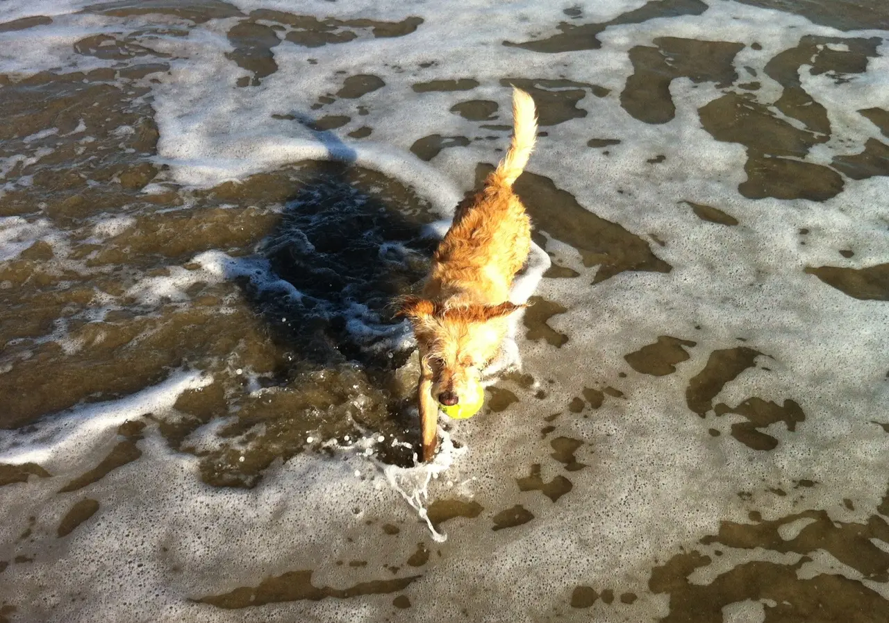 Beach boo My rescue dog boo walking along the shore of the sea of cortez holding his tennis ball in his mouth